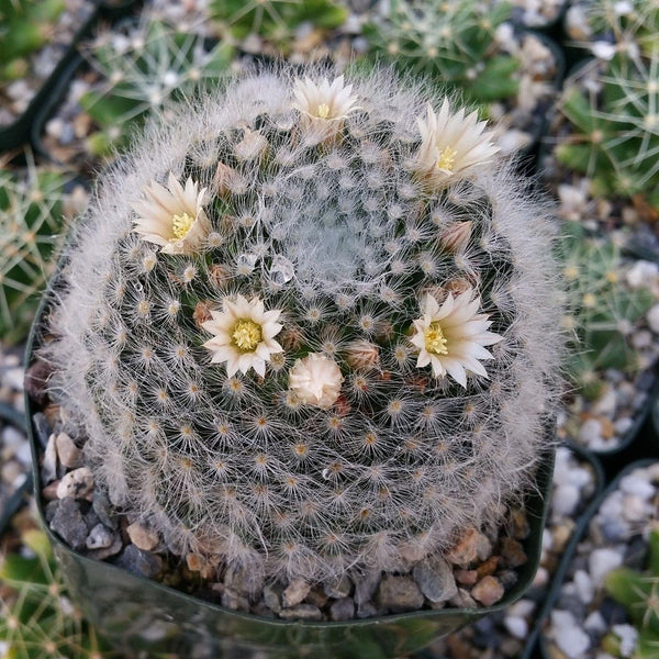 Mammillaria albicoma – Planet Desert