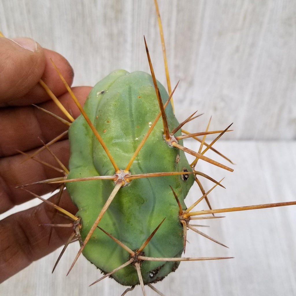 Unrooted Cutting Trichocereus bridgesii Monstrose Penis Cactus