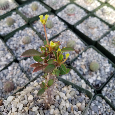 Euphorbia milii yellow