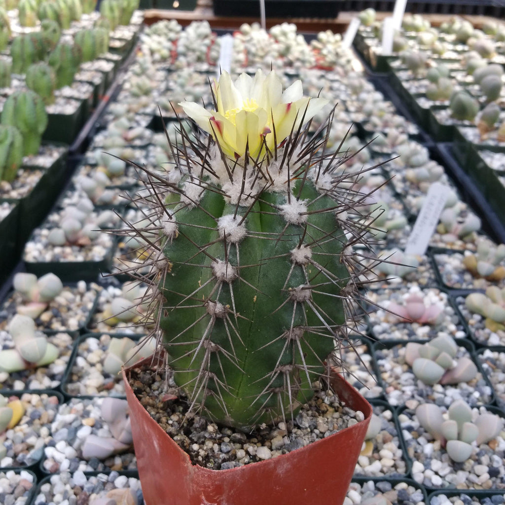Copiapoa montana