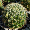 Mammillaria camptotricha marnier