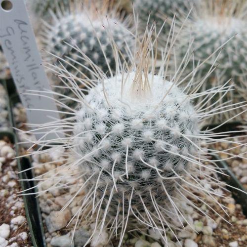 Mammillaria Geminispina