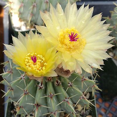 Notocactus buiningii