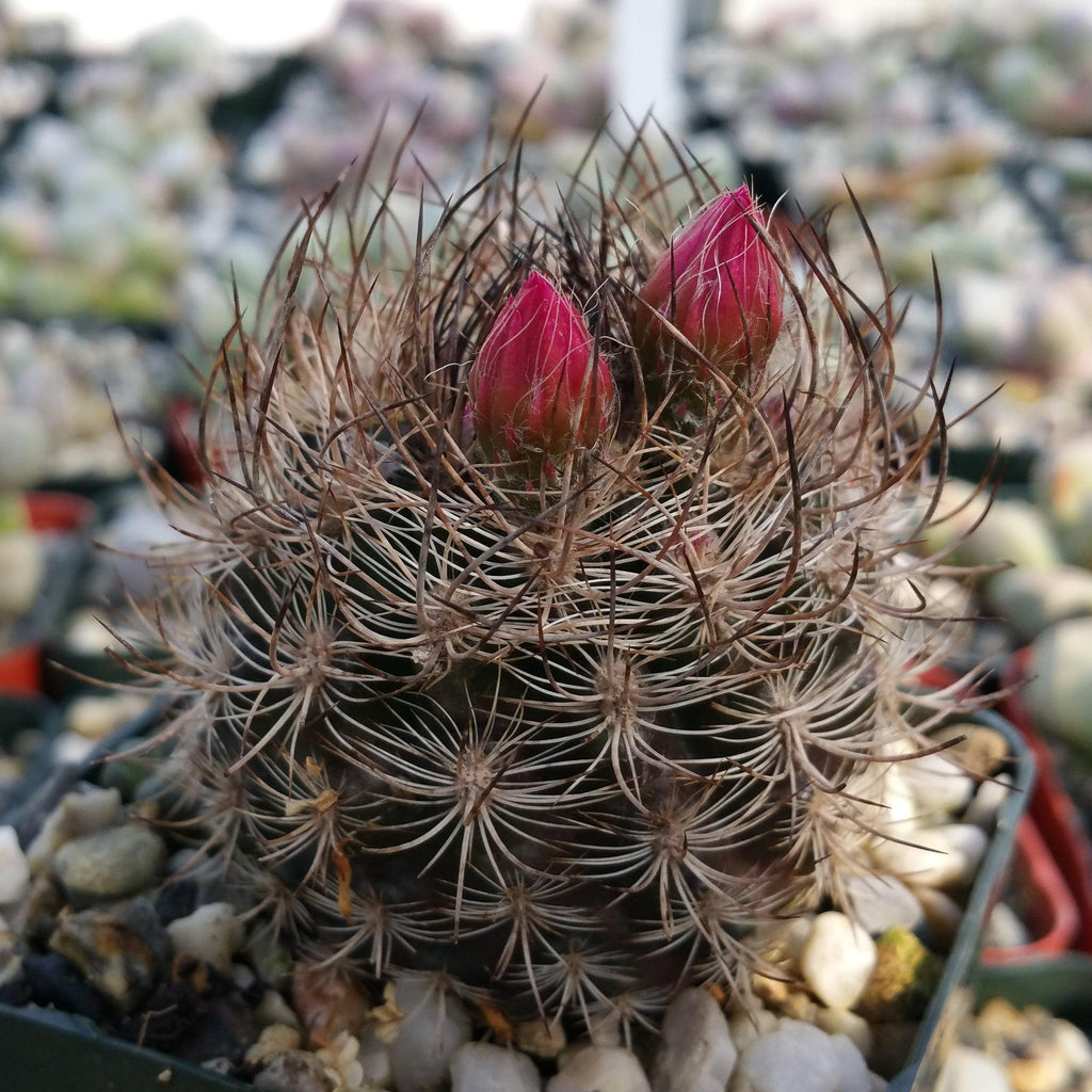 Neoporteria bicolor or Eriosyce islayensis