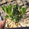 Monadenium stapelioides