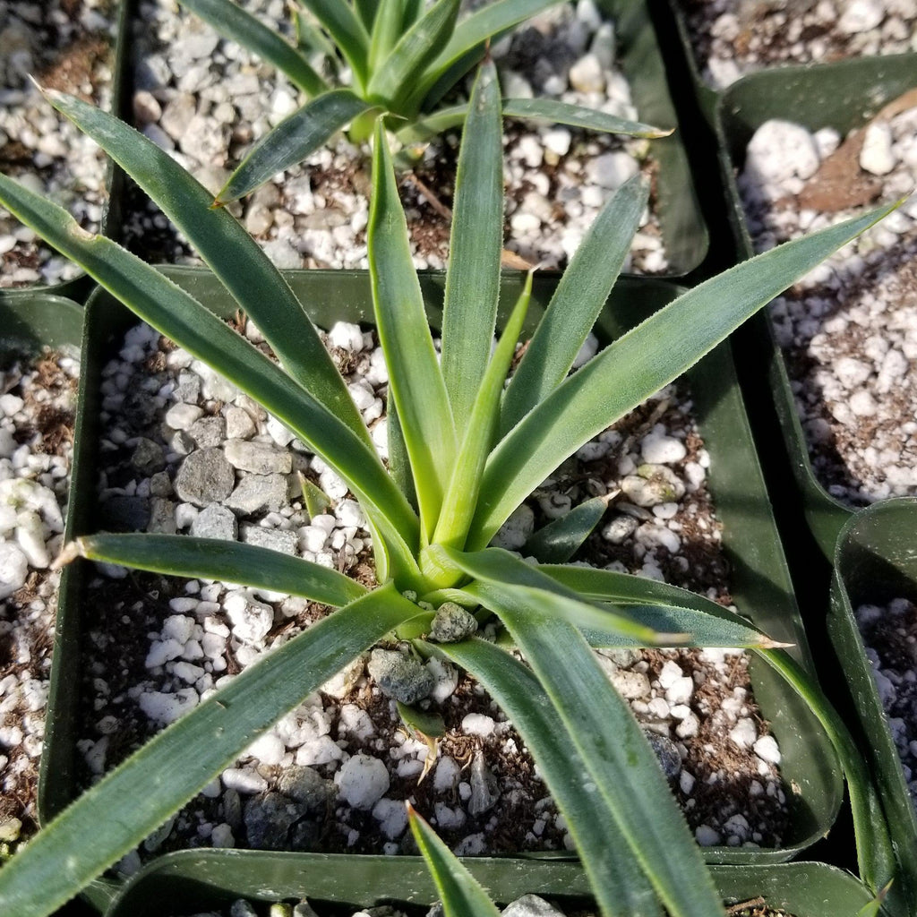 Agave kavandivi
