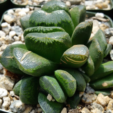 succulent translucent leaves Buy Haworthia Truncata Maughanii Succulent