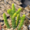 Monadenium ellenbeckii