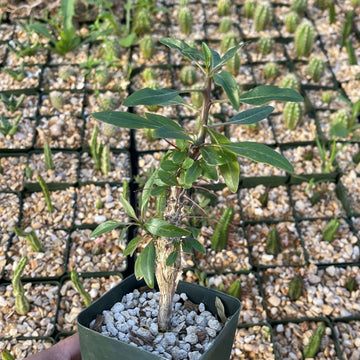 spiky succulent tree Fouquieria diguetii