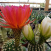 Torch Cactus - Trichocereus grandiflorus