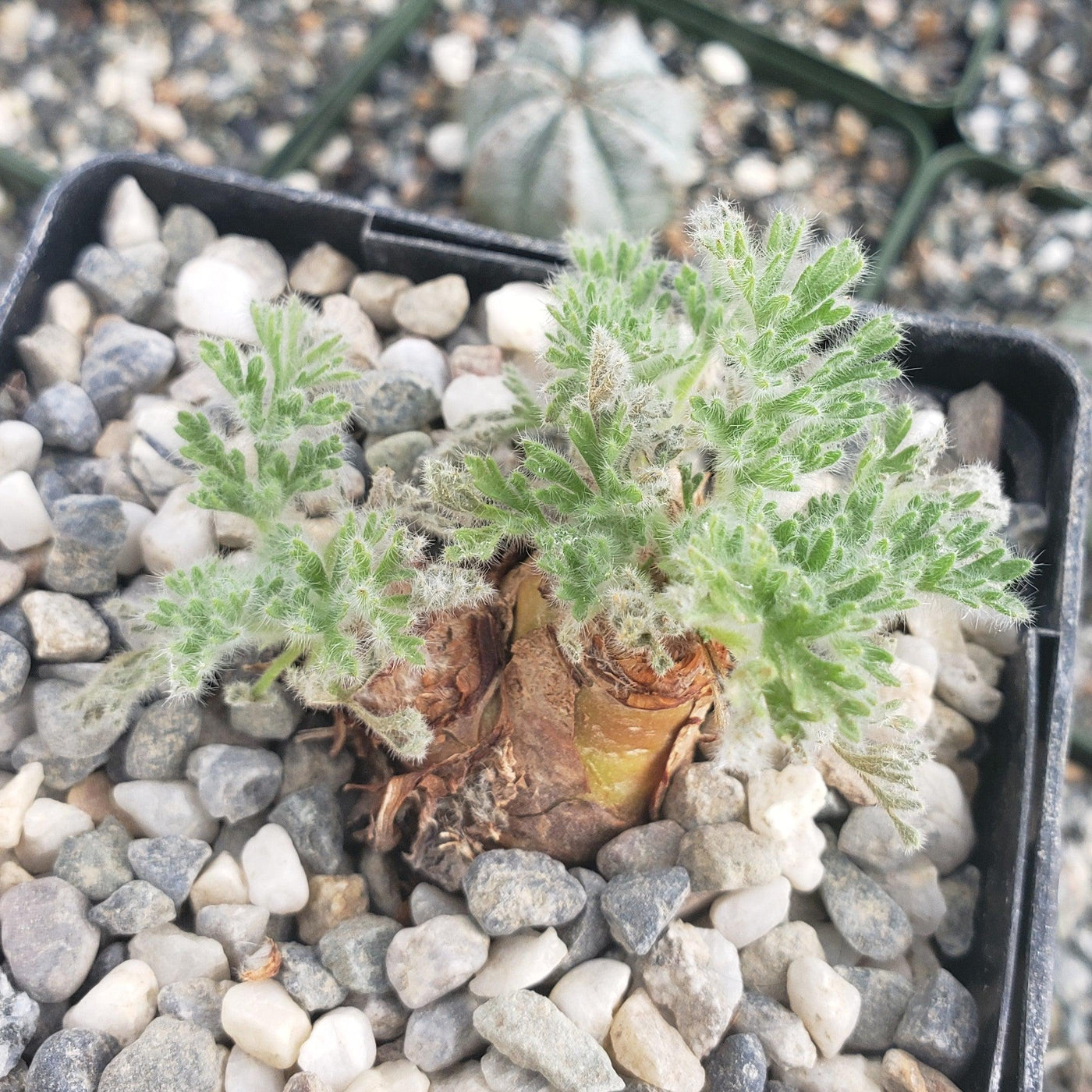 Pelargonium appendiculatum