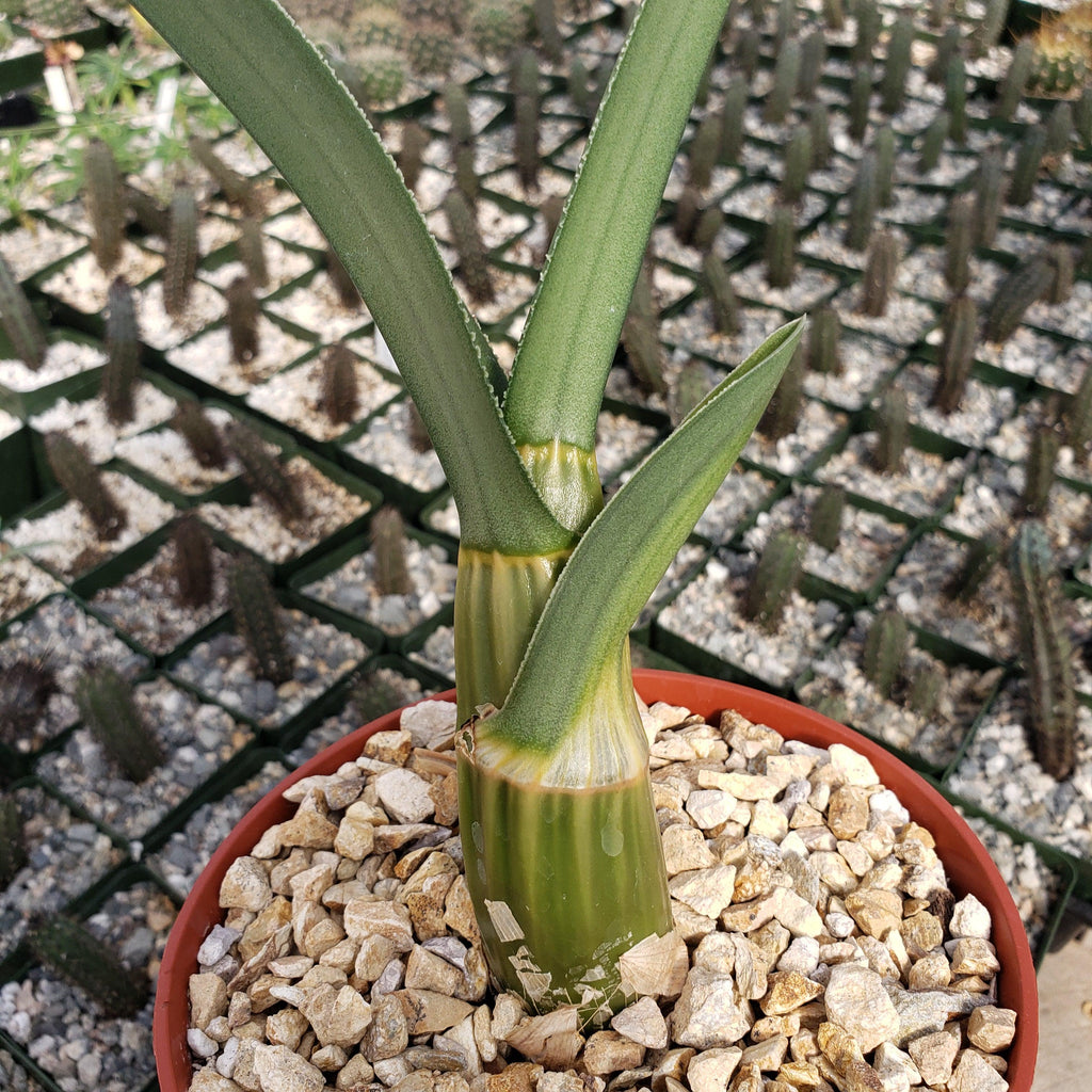 Eulophia petersii Desert Orchid Large