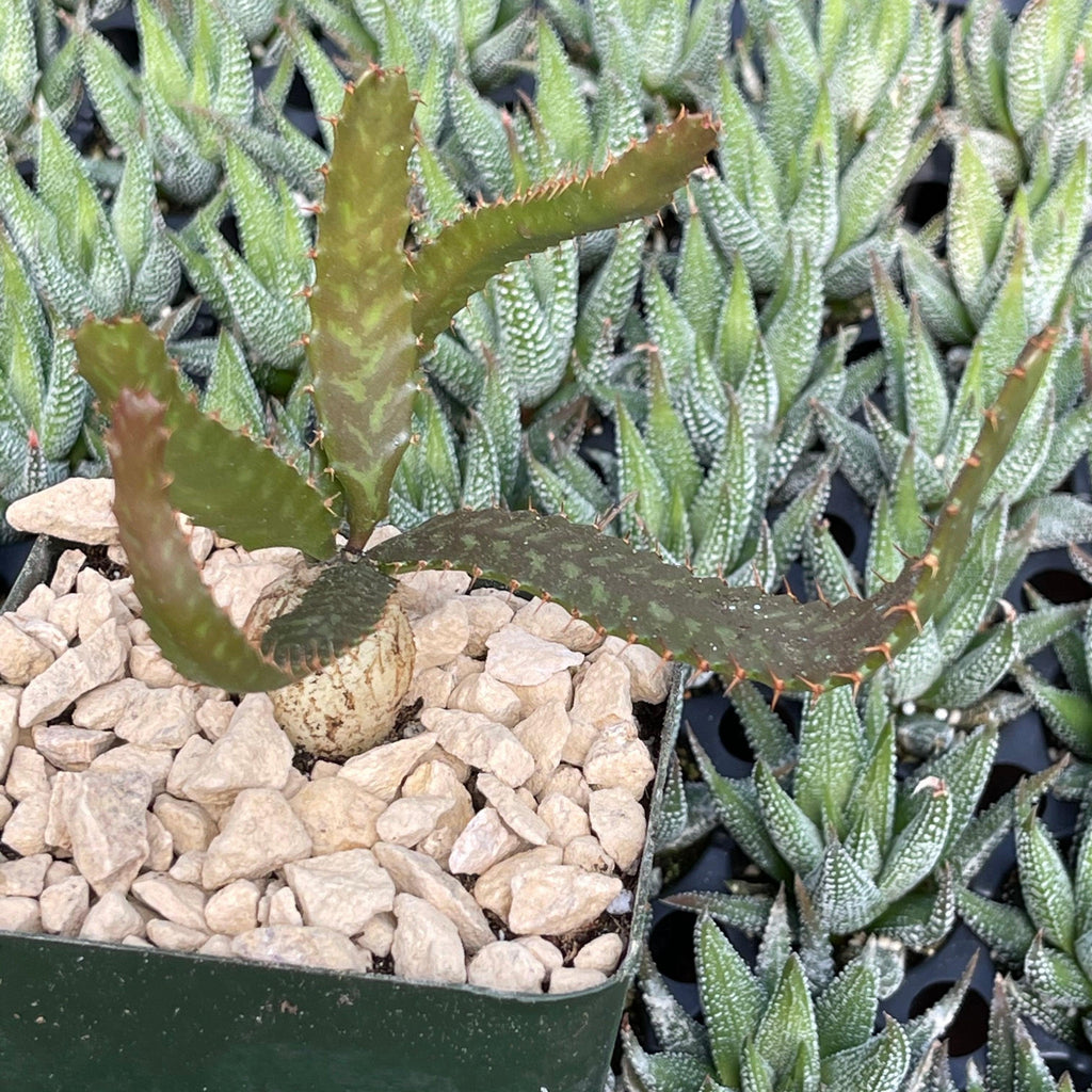 Jellyfish Head - Euphorbia stellata