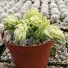 Donkey Tail Plant &