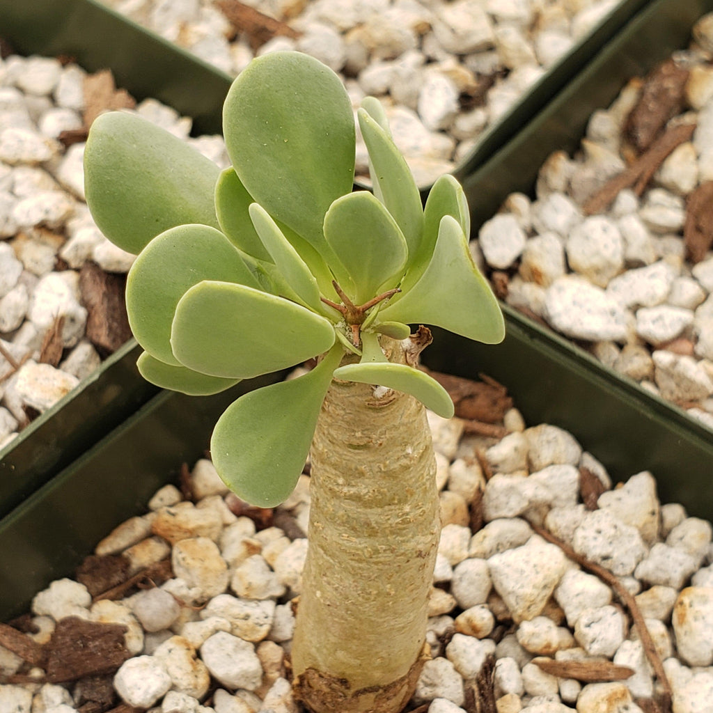 Othonna euphorbioides