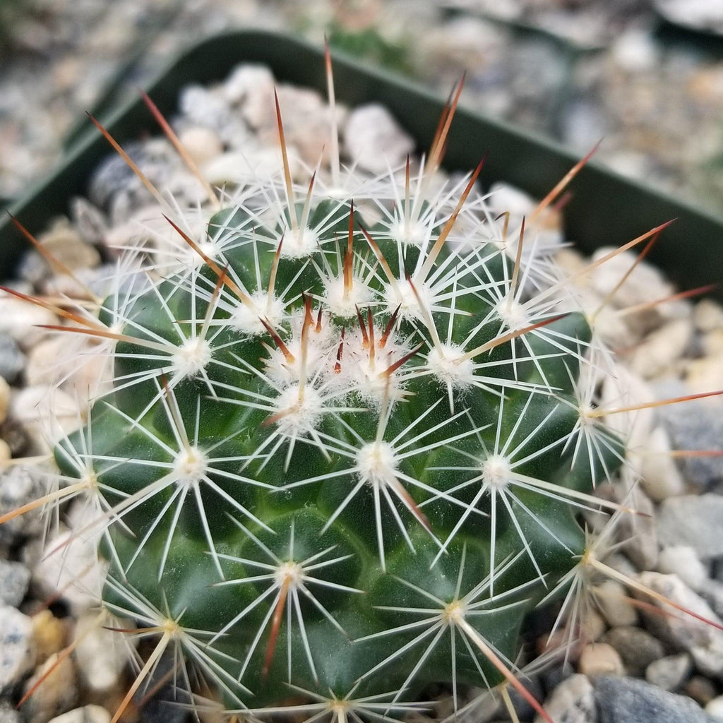 Mammillaria Rubrograndis
