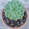 Black Criva River Rock Cactus and Succulent Top Soil Dressing