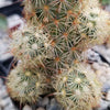 Mammillaria elongata ‘Pink Nymph’