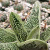 Gasteria Little Warty