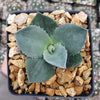 Agave Parryi Raulston