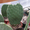 Barbary Fig - Opuntia Ficus Indica Pad (cutting)