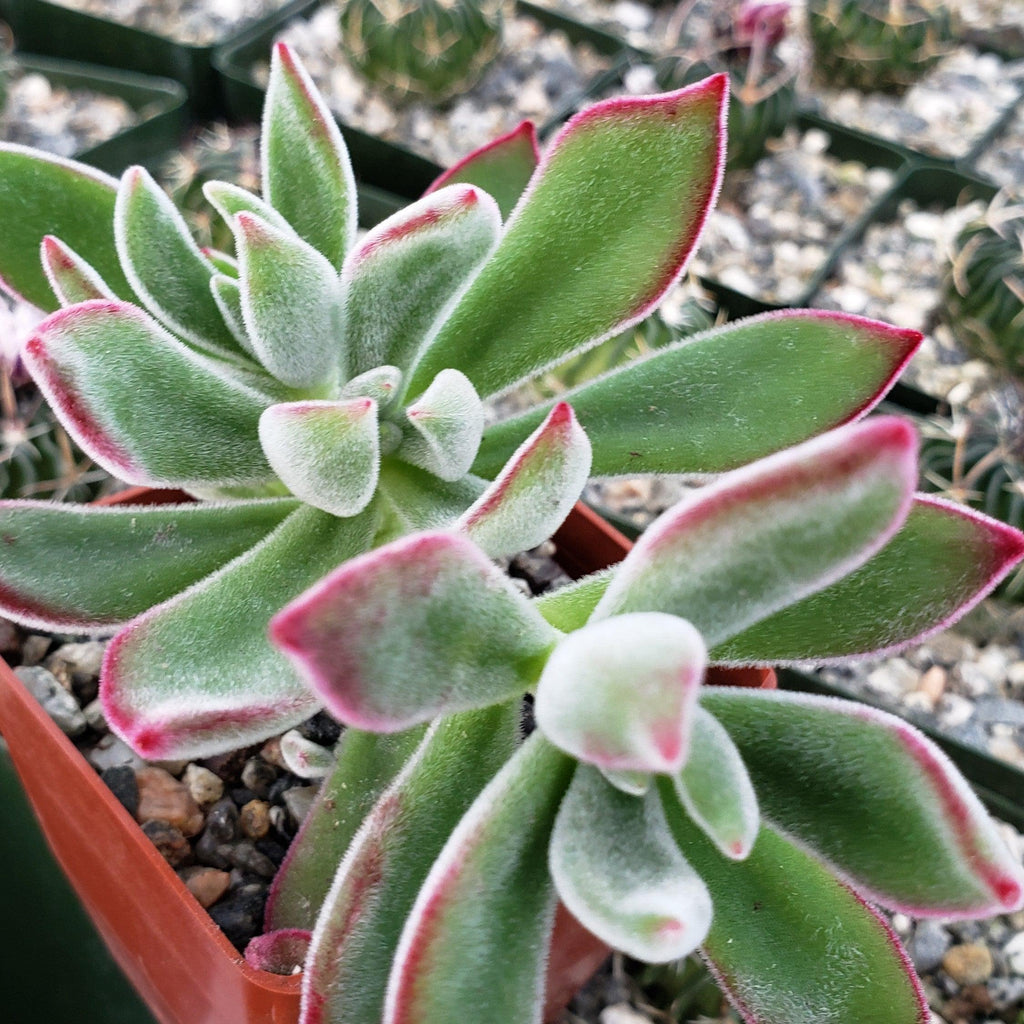 Ruby Slipper Succulent ‘Echeveria harmsii’