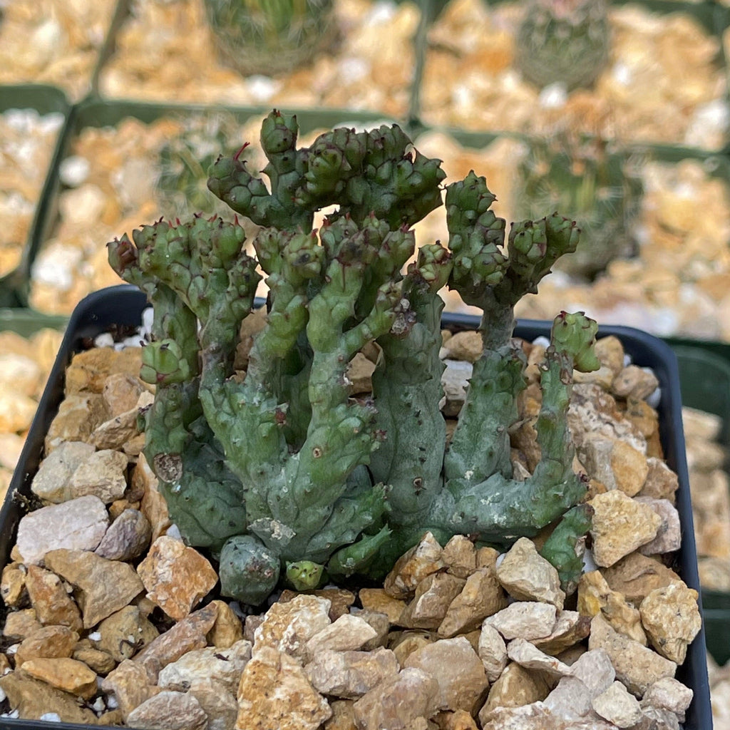 Euphorbia enopla coral