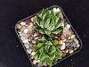 Zebra Wart ‘Haworthia reinwardtii’