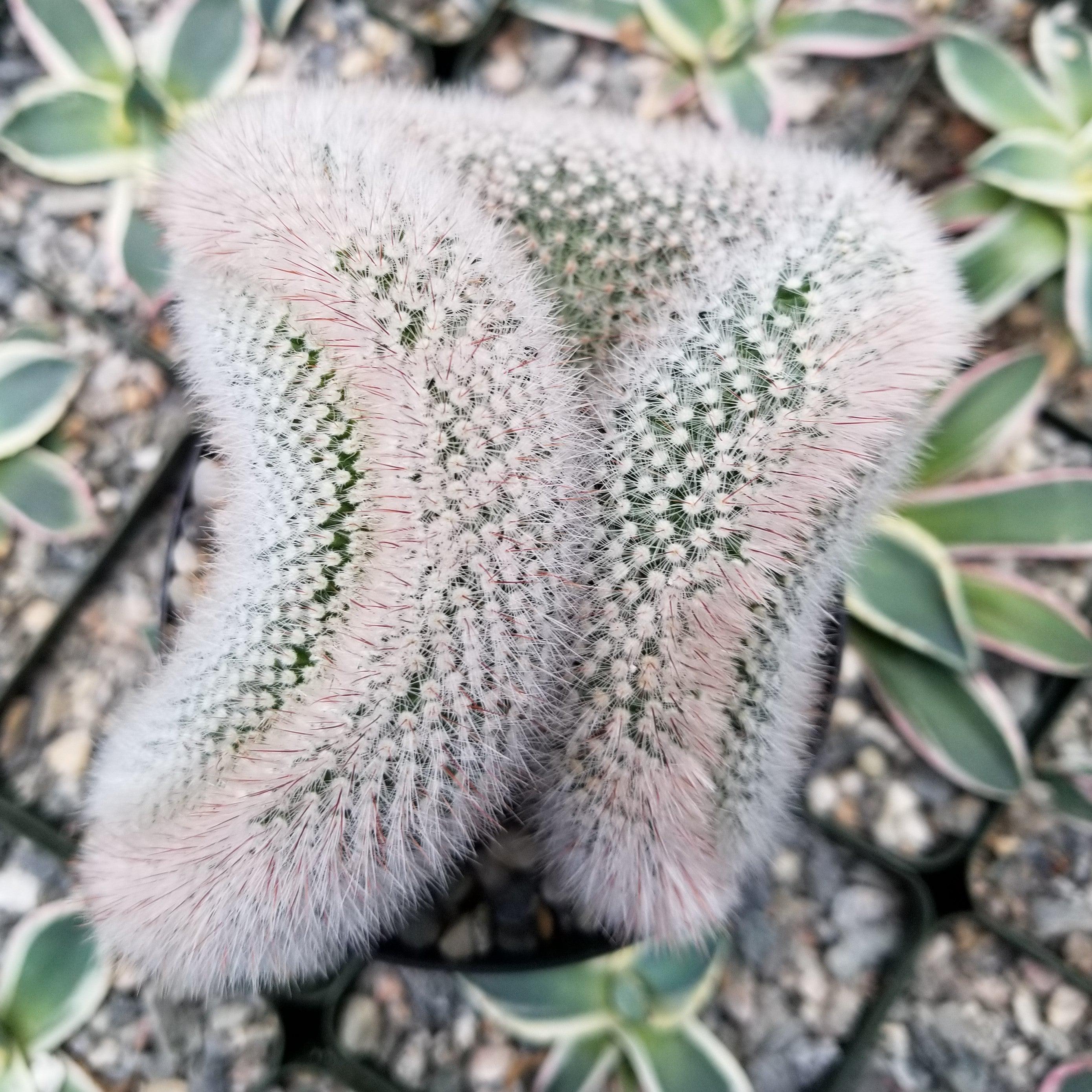 Mammillaria crest Red Cap