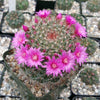 Mammillaria zeilmanniana