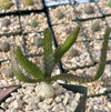 Jellyfish Head - Euphorbia stellata