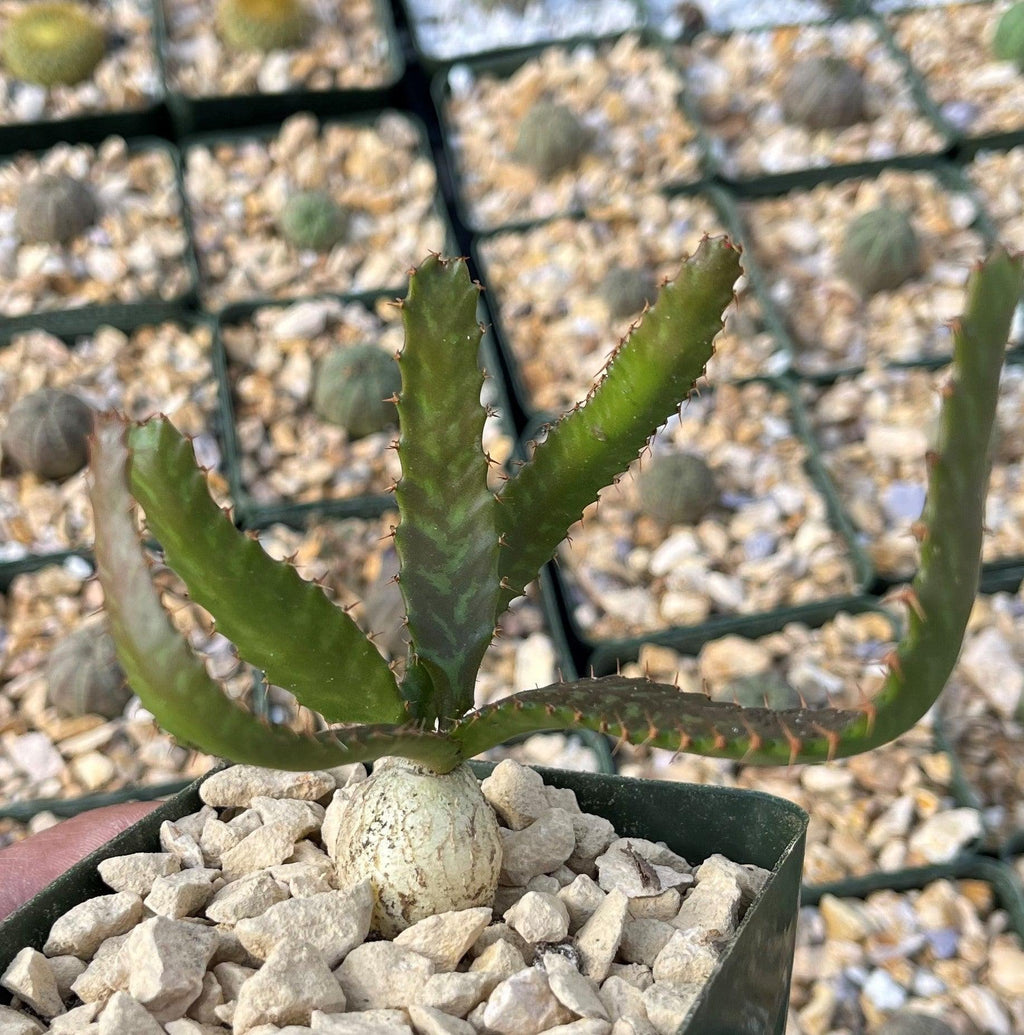 Jellyfish Head - Euphorbia stellata