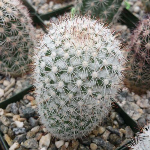 Mammillaria albicans