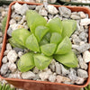 Haworthia obtusa