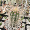 Giant Cardon or False Saguaro - Pachycereus pringlei - 4