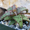 Aloe castilloniae