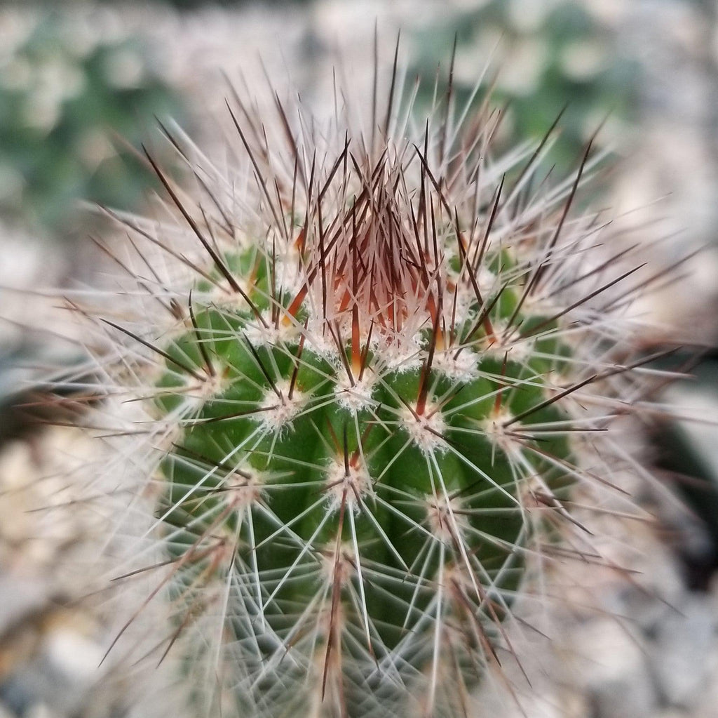 Trixantocereus blossfeldiorum