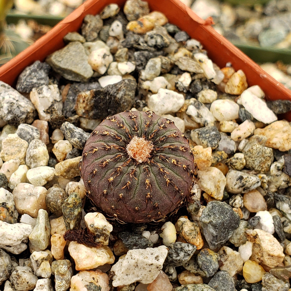 Frailea castanea