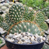 Opuntia parryi serpentina cristata