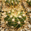 Buiningia brevicylindrica var. longispina