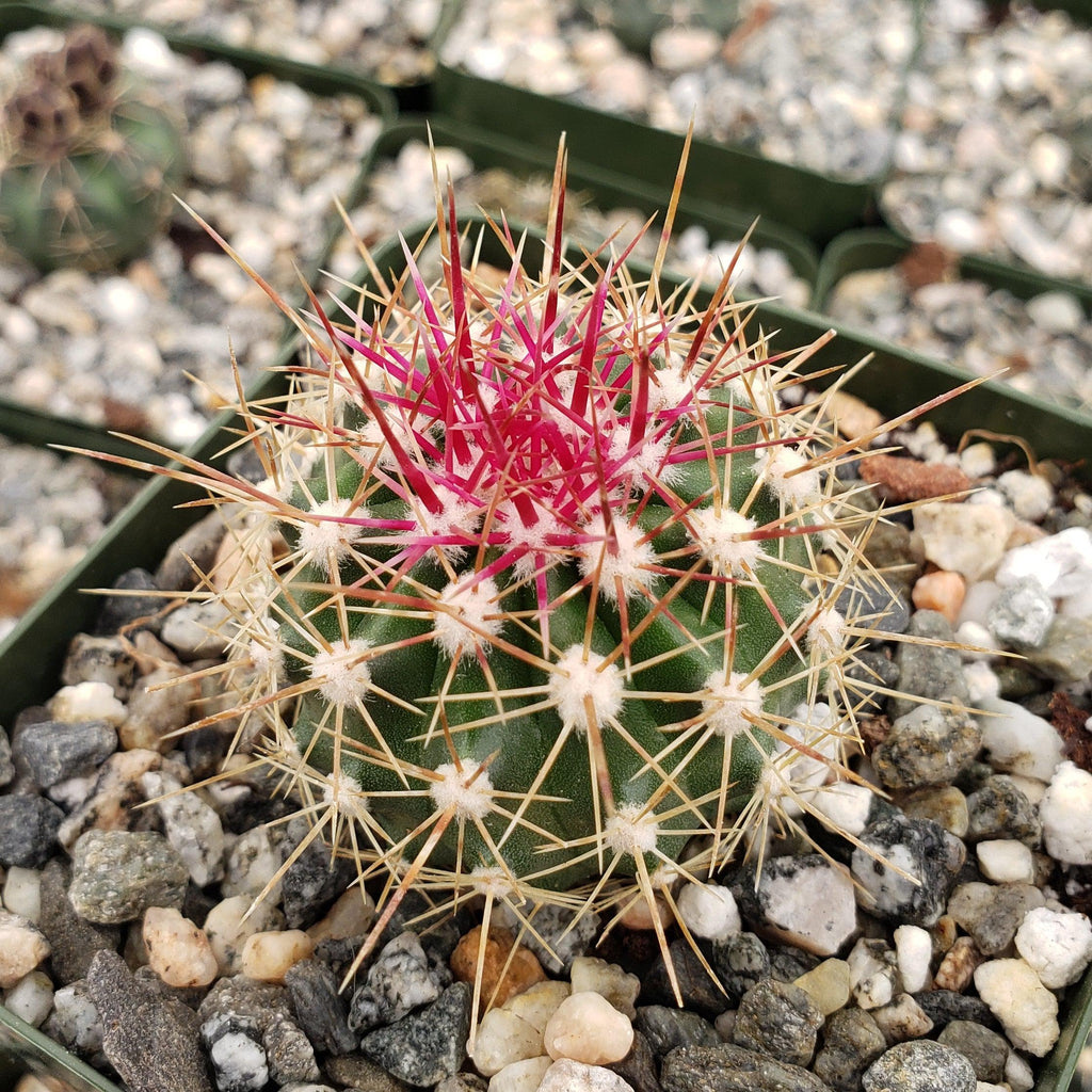 Ferocactus pottsii alamosanus