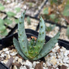 Aloe marlothii