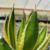 Quadricolor Century Plant ‘Agave Quadricolor’