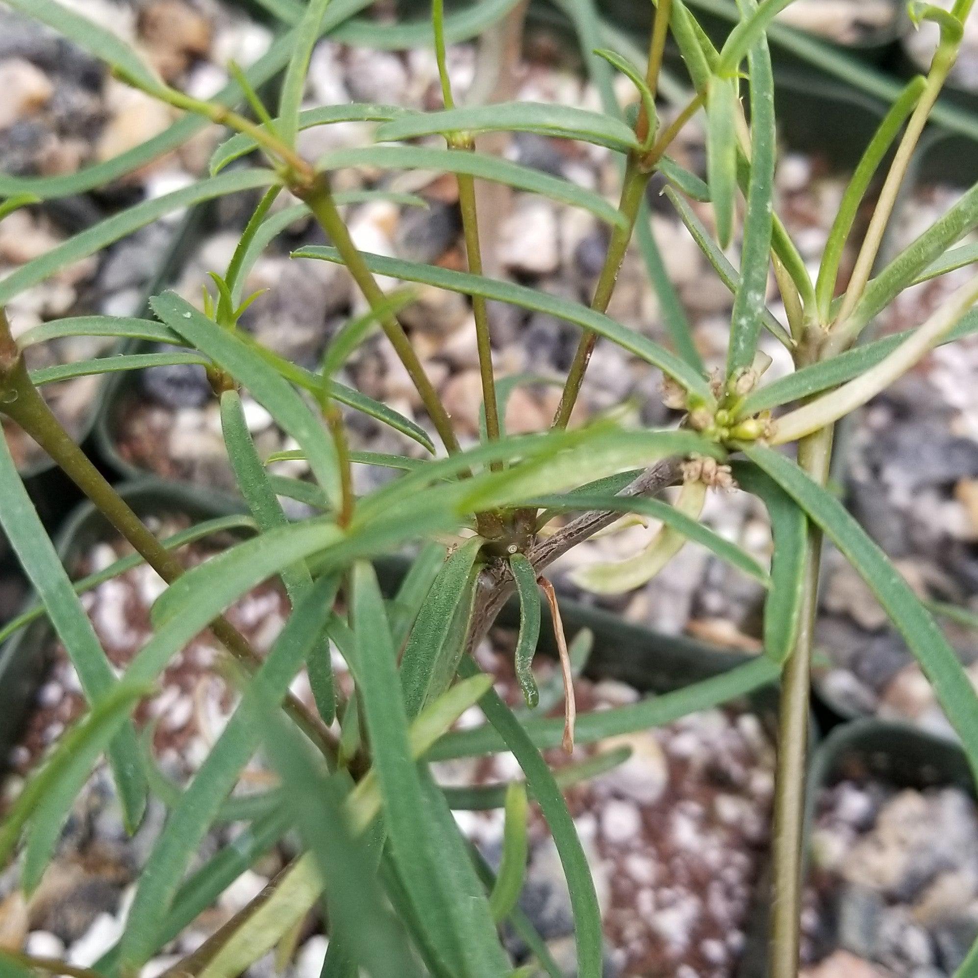 Euphorbia hedyotoides