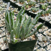 Senecio scaposus