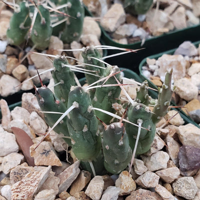 Paper Pine Cactus - Maihueniopsis glomerata