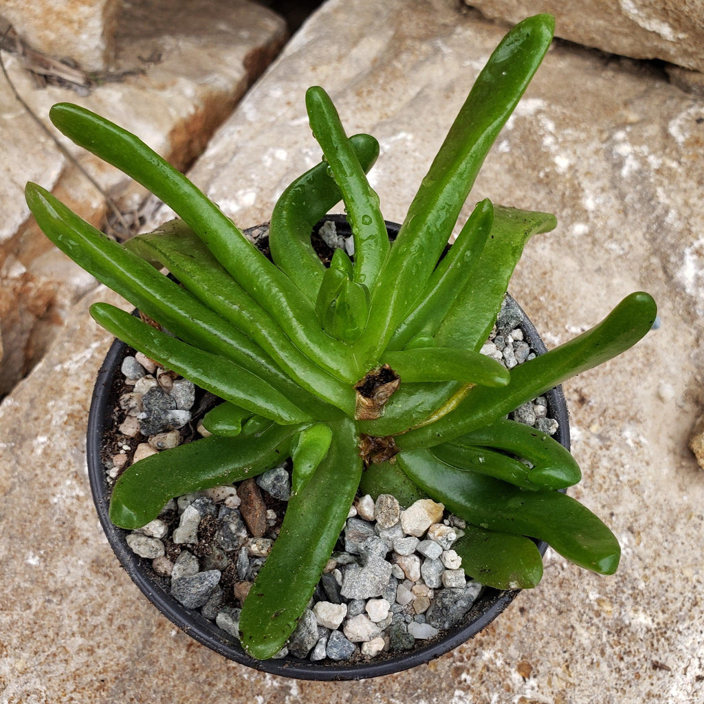 Glottiphyllum longum