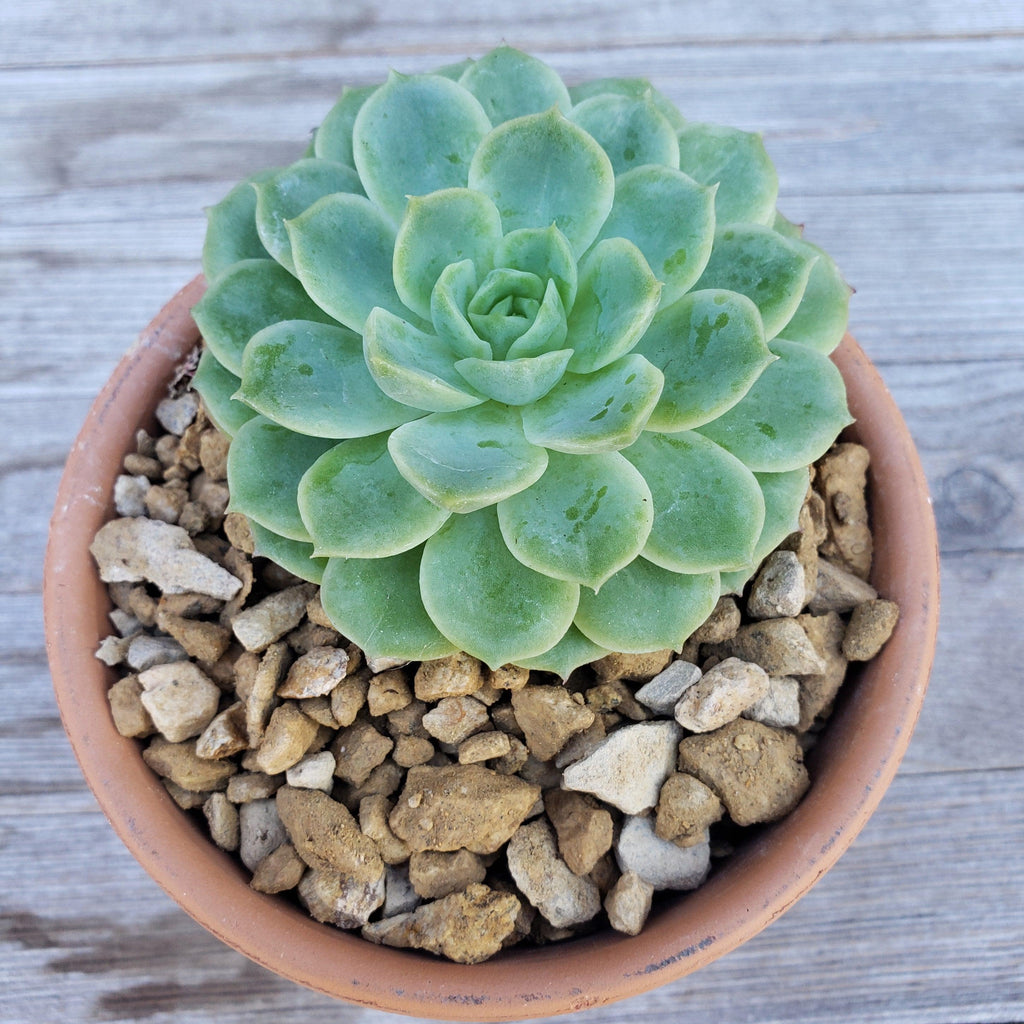 gold river rock Cactus and Succulent Top Soil Dressing