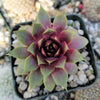 Sempervivum &