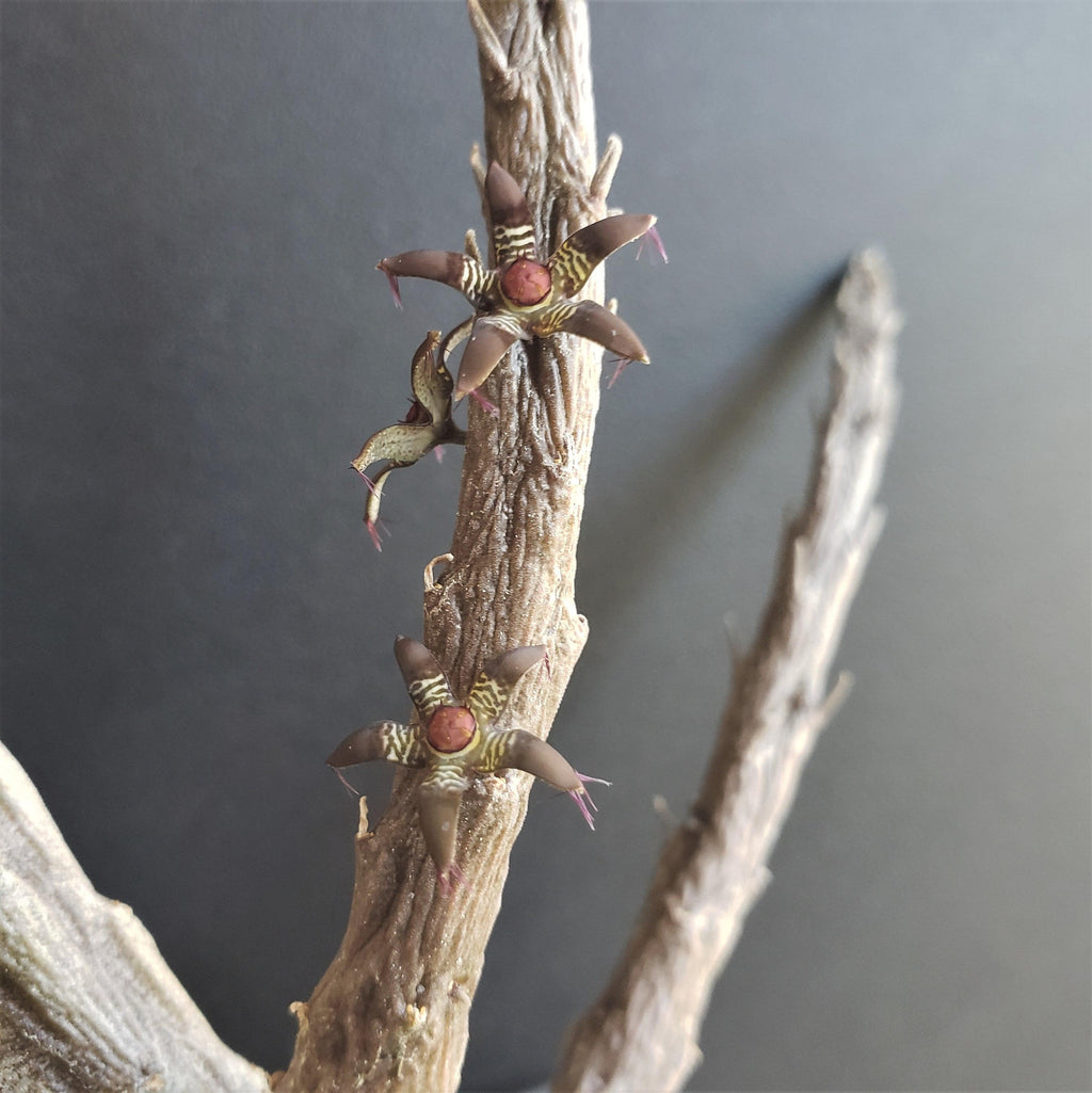 Rhytidocaulon macrolobum